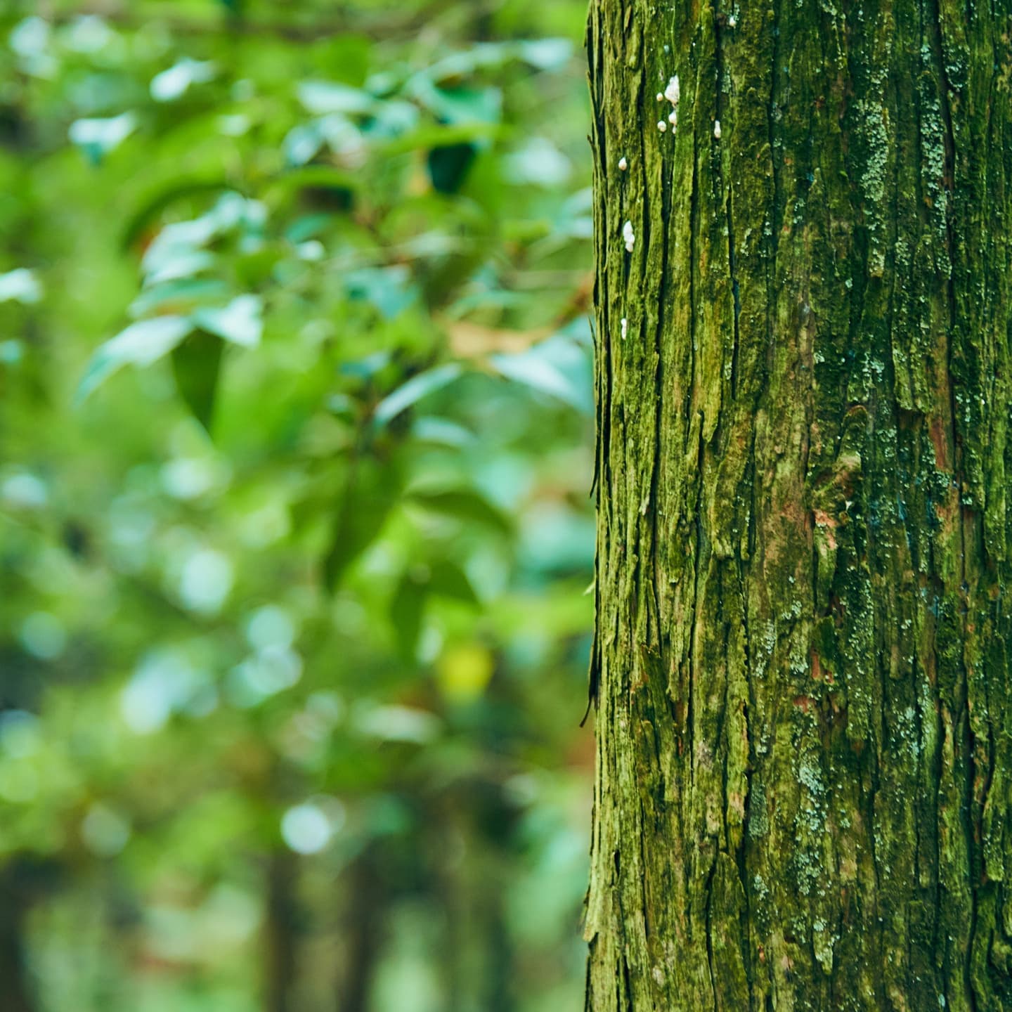 自然由来の成分や素材の良さを伝えるイメージカット。D2Cブランドの「物語」を補完する、オーガニックでクリーンな自然の風景。