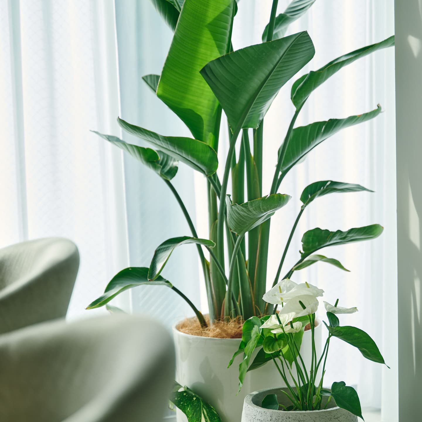 店舗インテリアの空間演出カット。自然光が差し込む窓際の観葉植物を切り取り、サロンやショップに欠かせない『清潔感』と『癒やし』を表現。